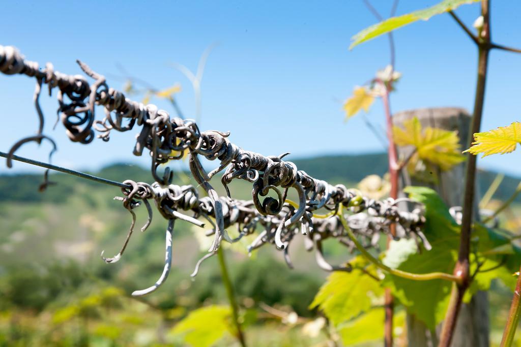 Pension Und Weingut Moselblick ブラウンエーベルク エクステリア 写真