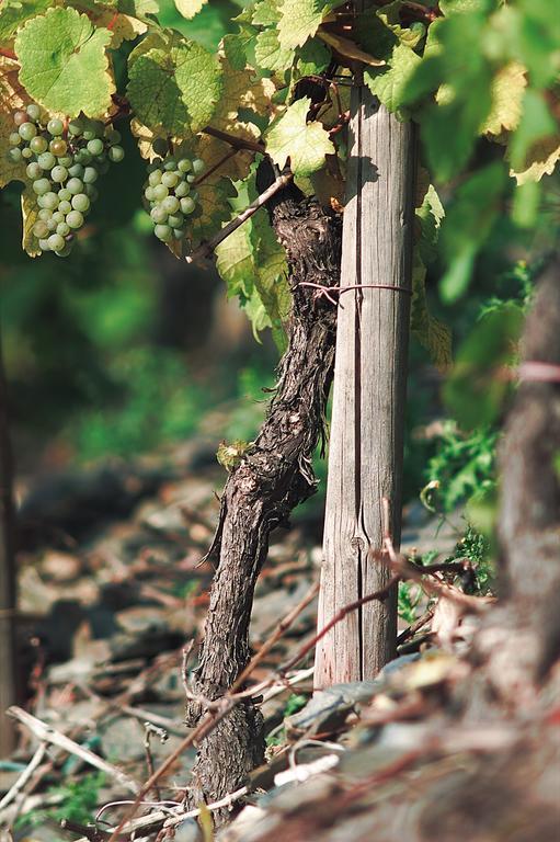 Pension Und Weingut Moselblick ブラウンエーベルク エクステリア 写真